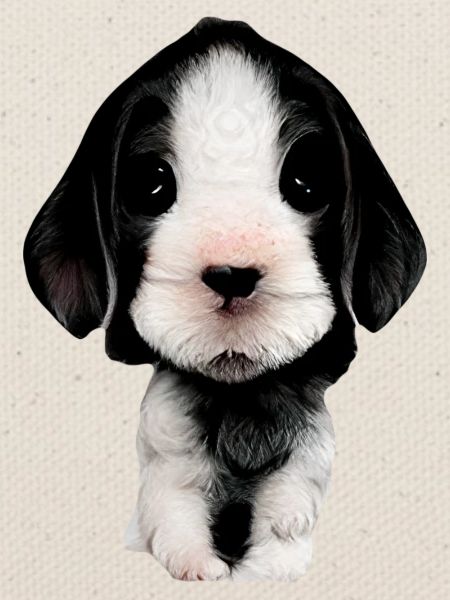 Welpen Gesicht