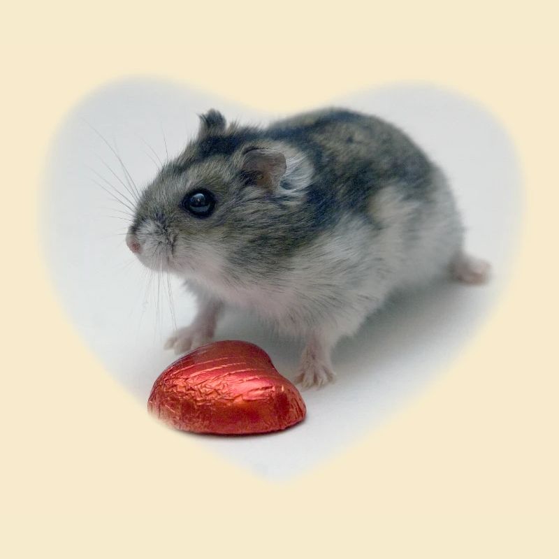 Hamster heart