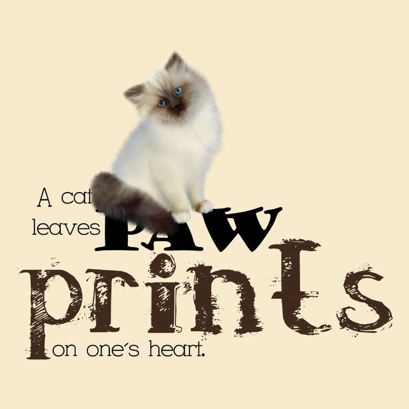 Brown/White Birman Cat