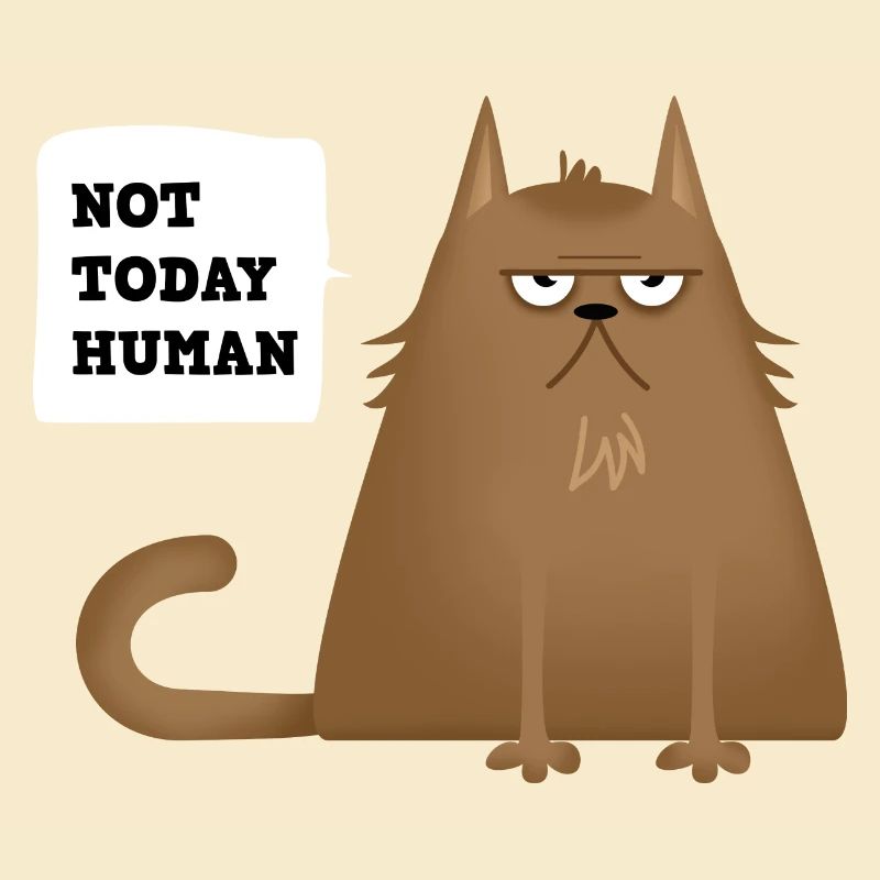 not today cat