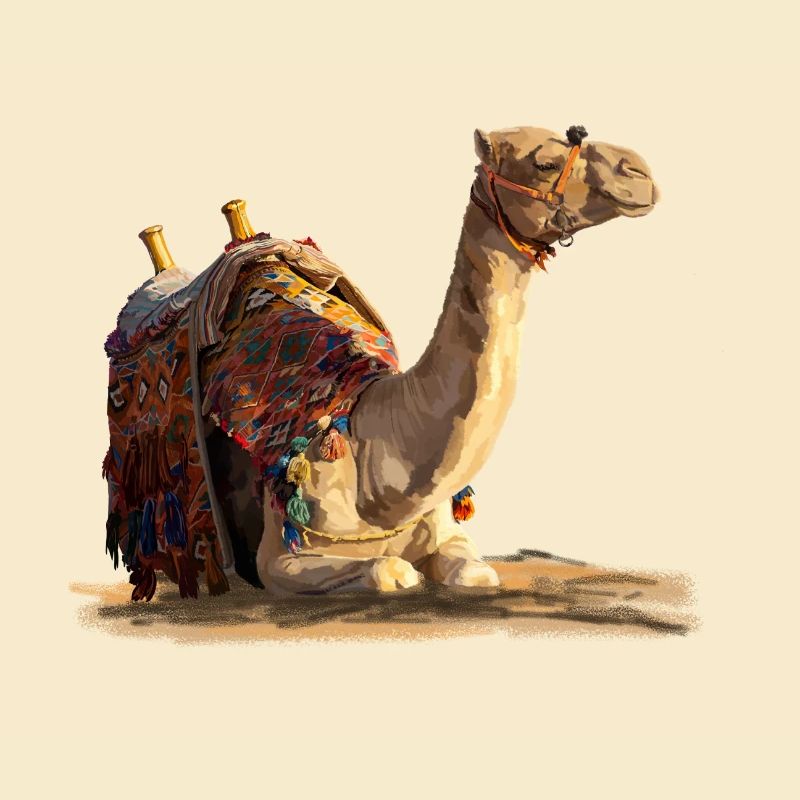 kamel