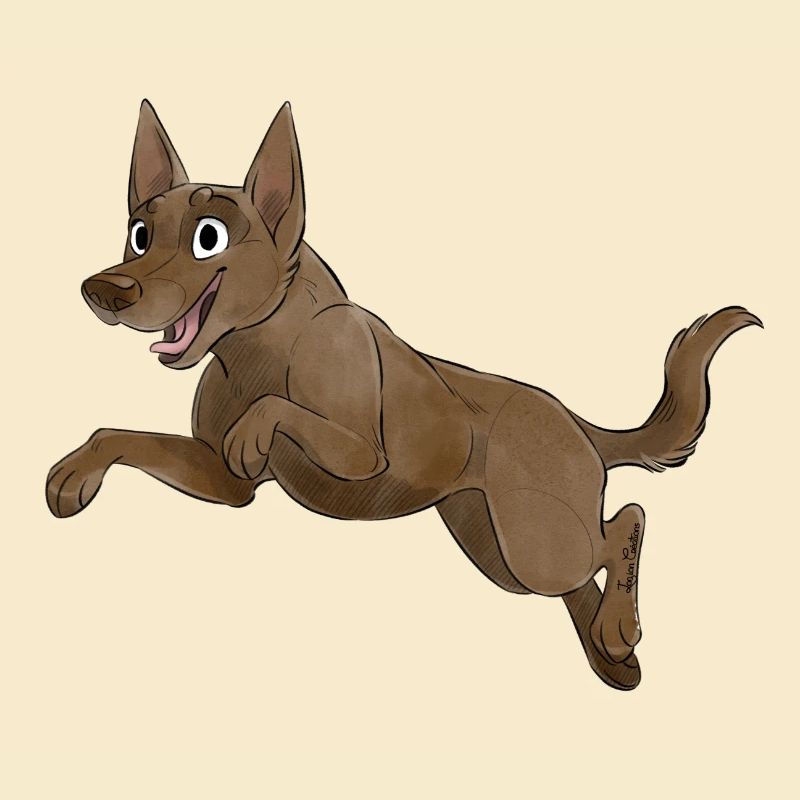 Sporthund - Kelpie - Schokolade