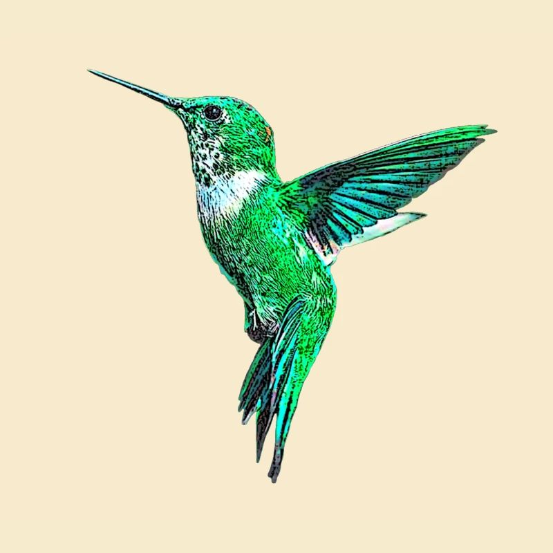 Kolibri