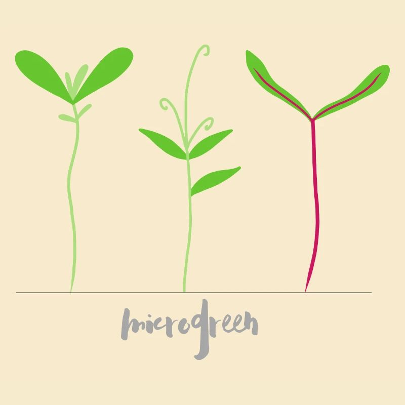 Micro shoots - Microgreen