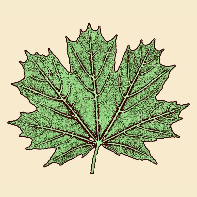 Maple leaf / érable feuille - Botanique