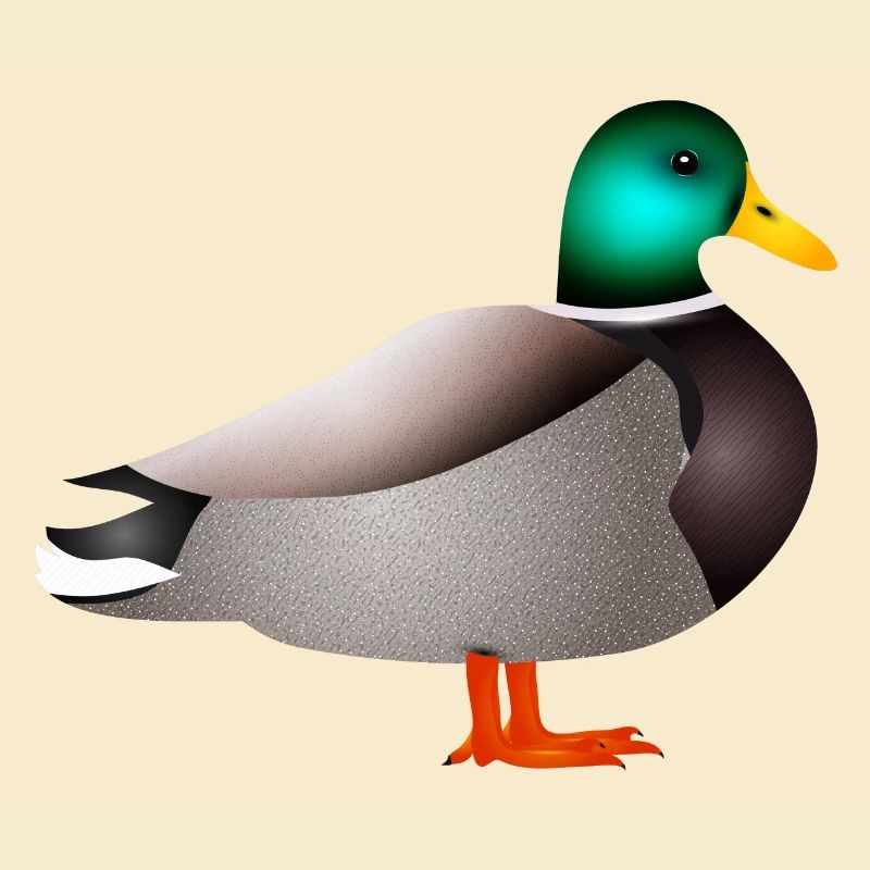 handgezeichnete männliche Ente Erpel oder Enterich