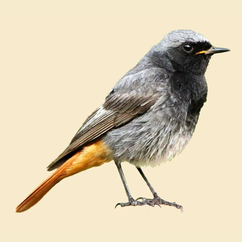 Rotschwanz Robin