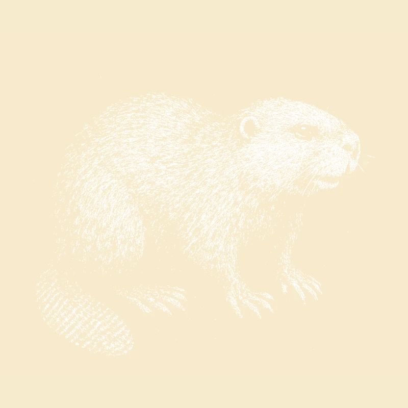 A beaver