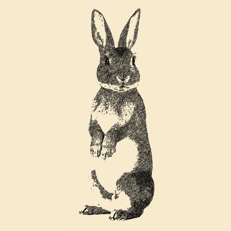 Hase sw