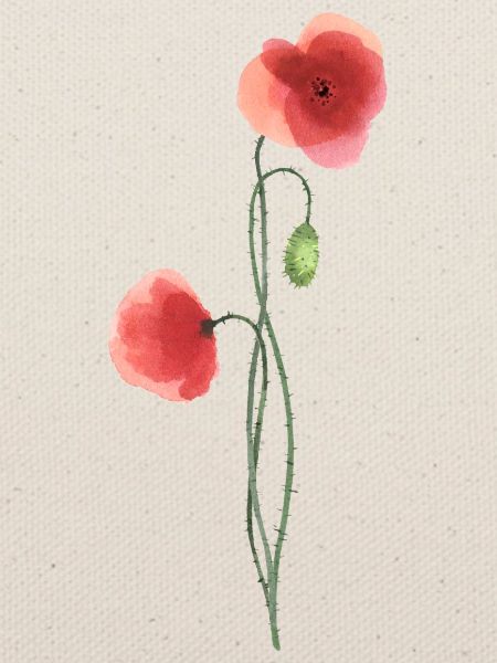 Blume: roter Mohn
