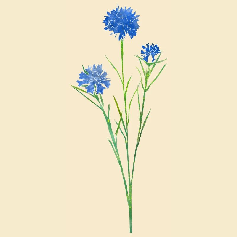 Kornblume.