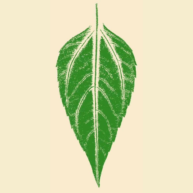 Leaf Jerusalem artichoke