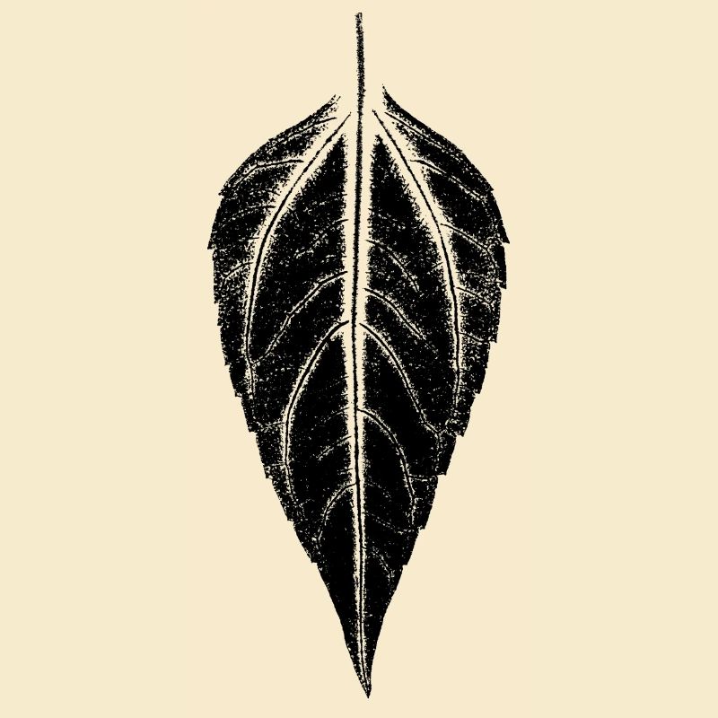 Leaf Jerusalem artichoke