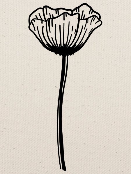 Mohn Blume