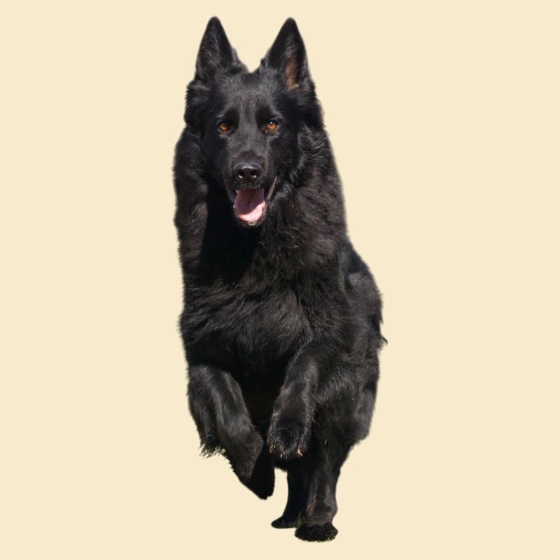 black shepherd front