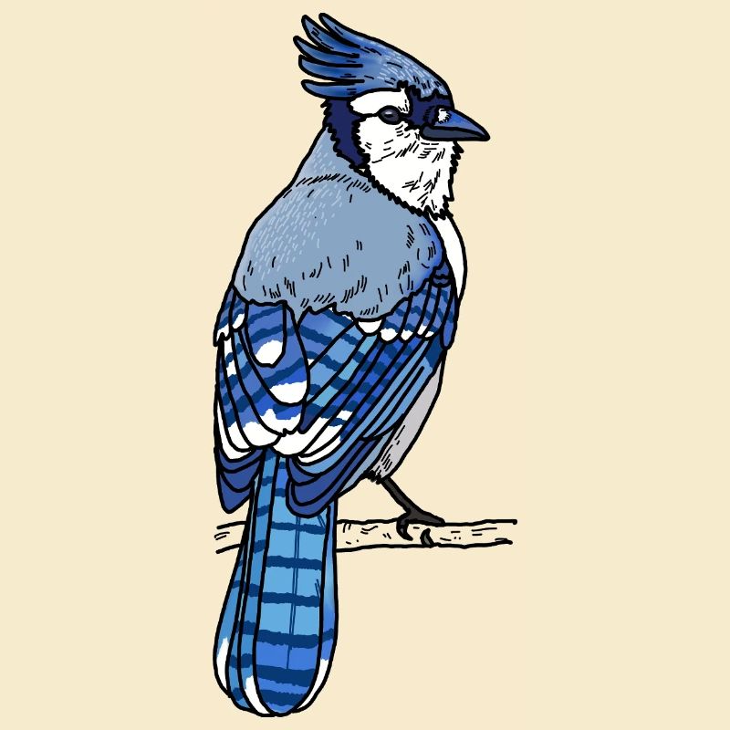 Blauhäher