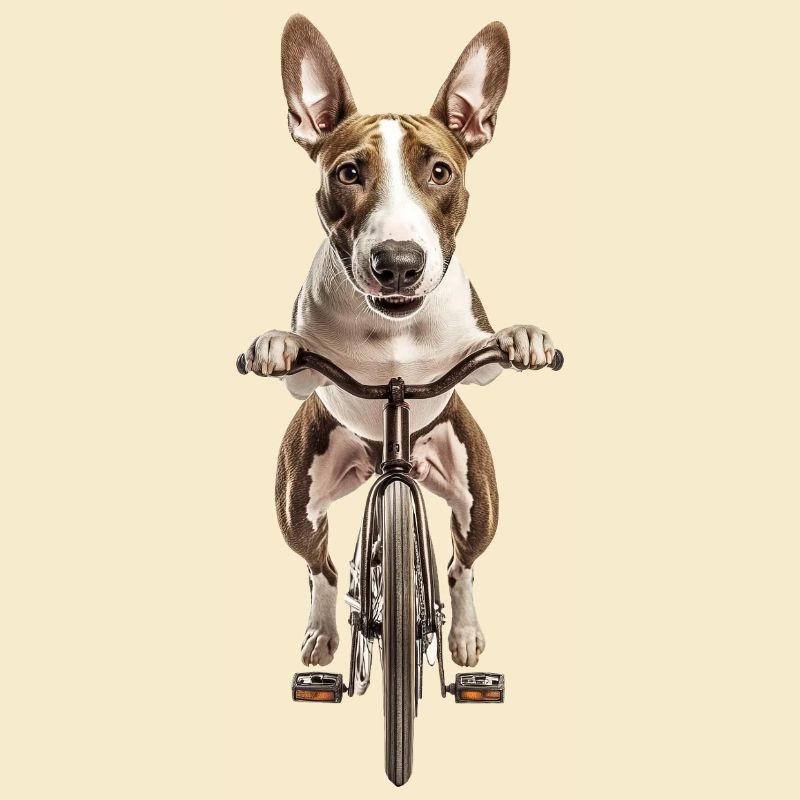 Bullterrier
