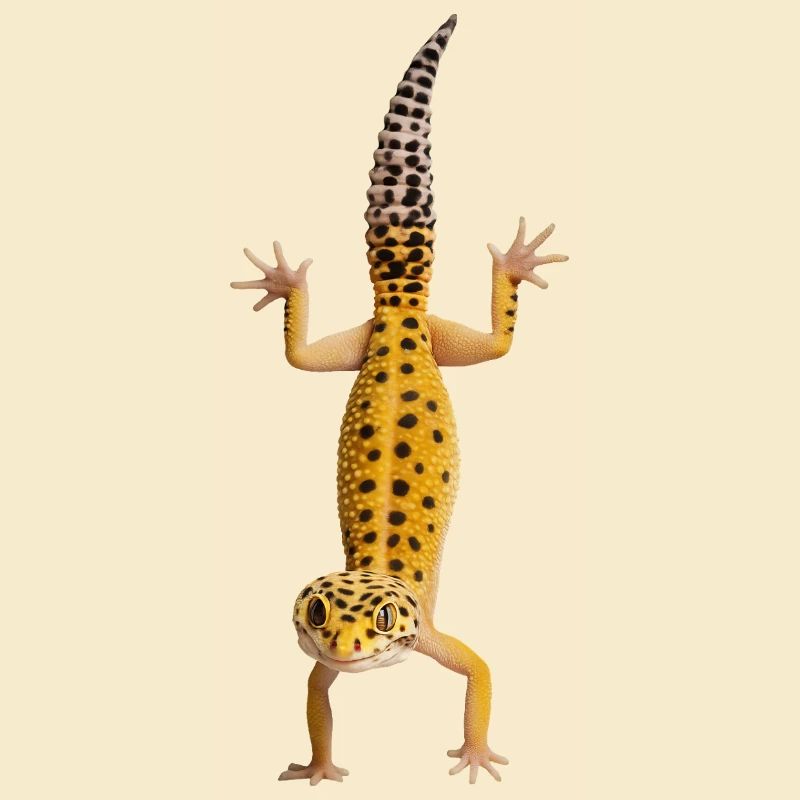 Gecko