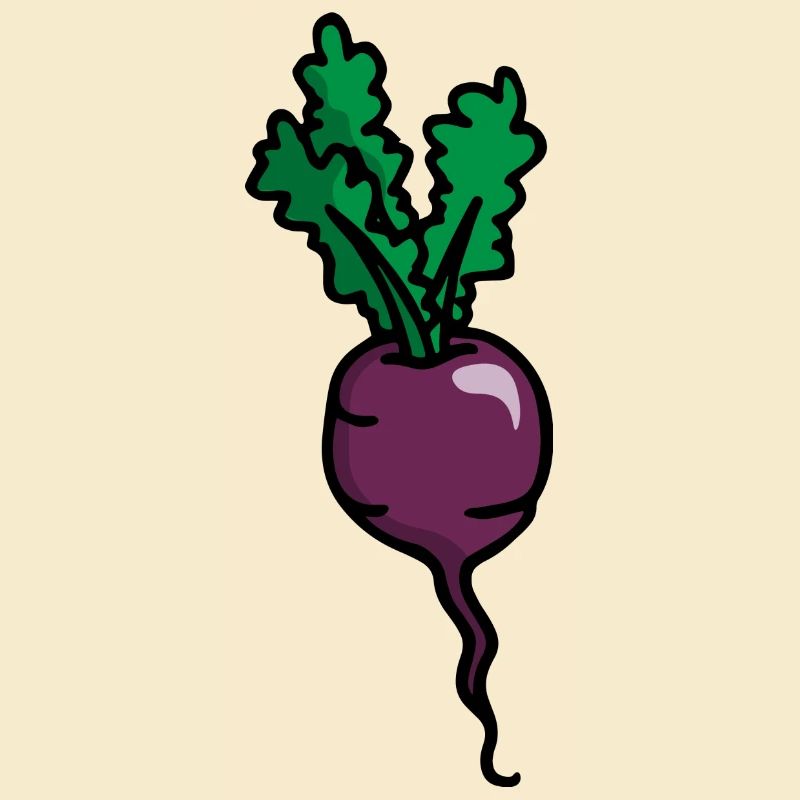 Radieschen Rote Beete Radish beetroot betterave