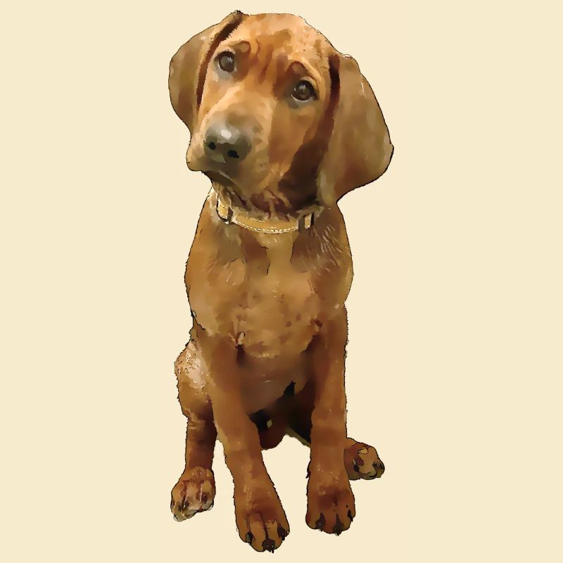 Hunderasse Ridgeback