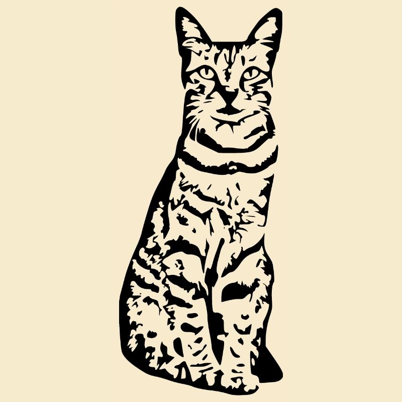 Chat chat noir chaton