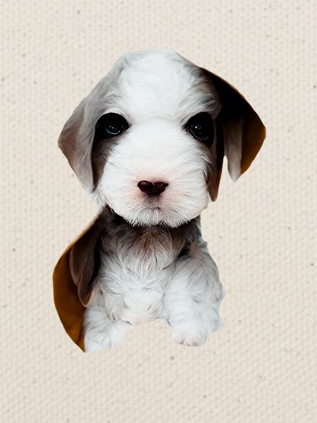 Welpen