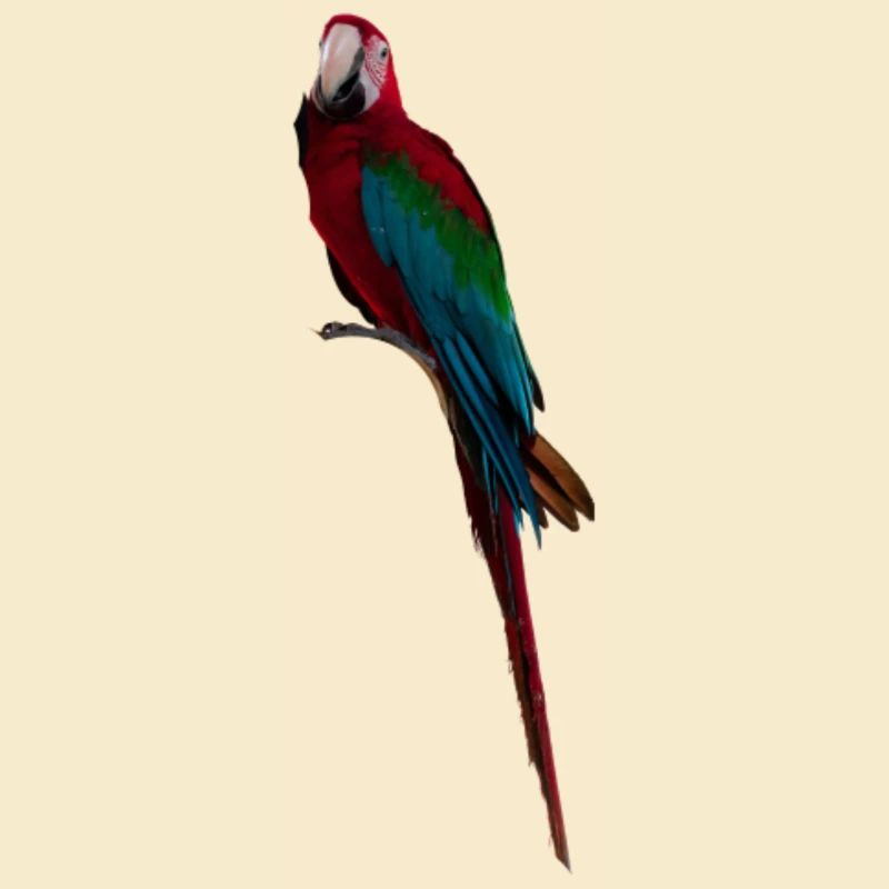 Macaw Long Tail