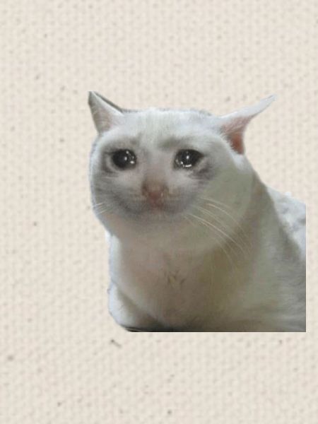 Meme Katze