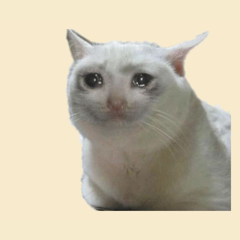 Meme Katze