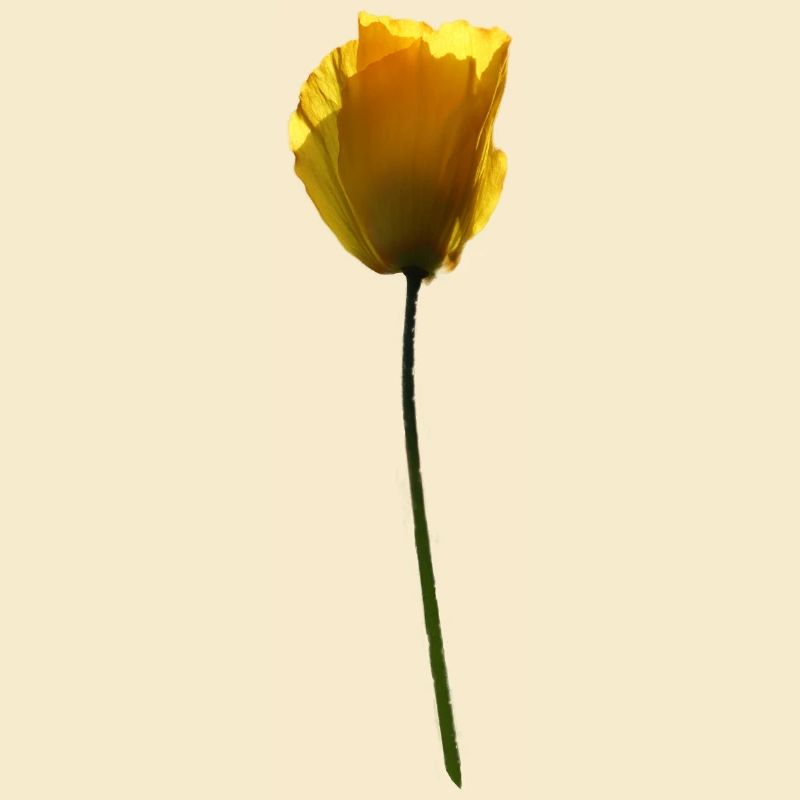 gelbe Mohnblume Mohn