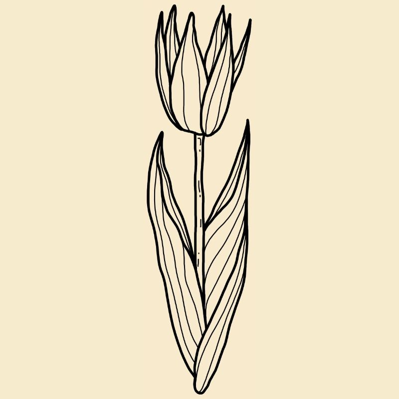 Blume Tulpe