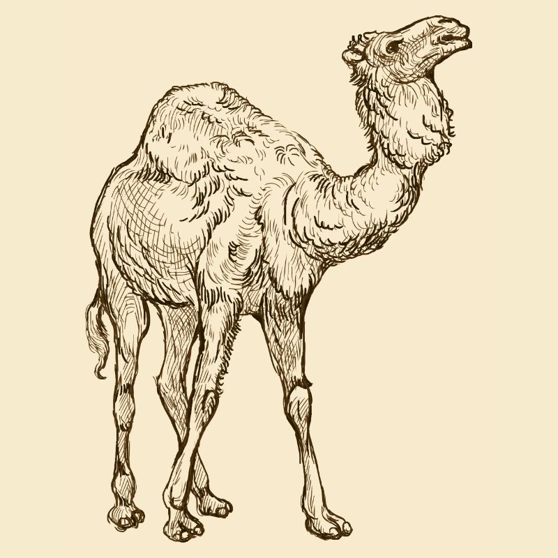 Wildtiere