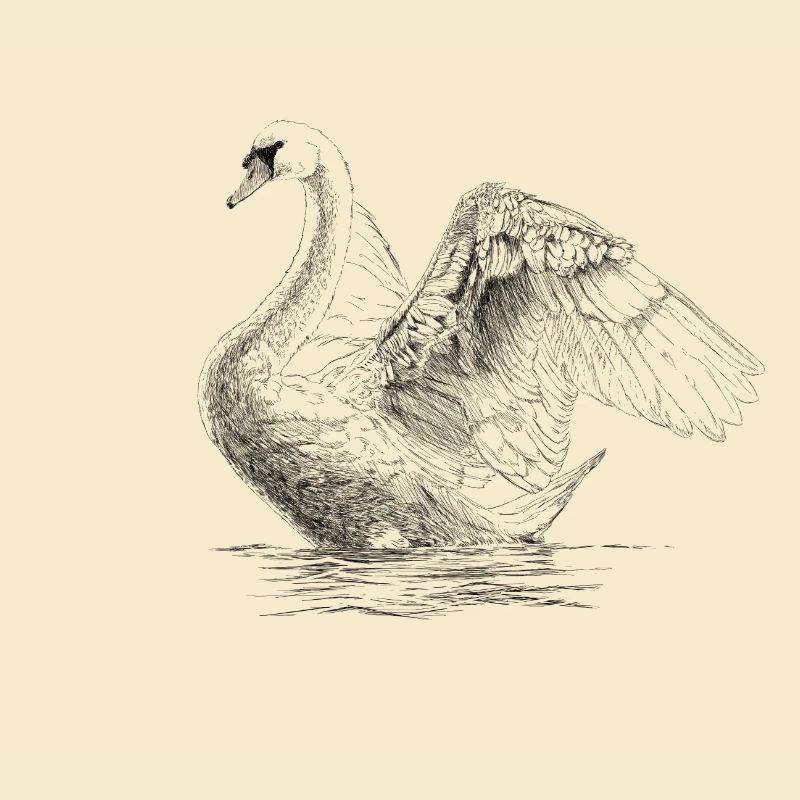 Schwan
