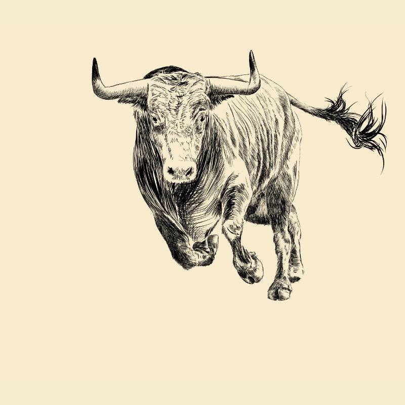 Stier