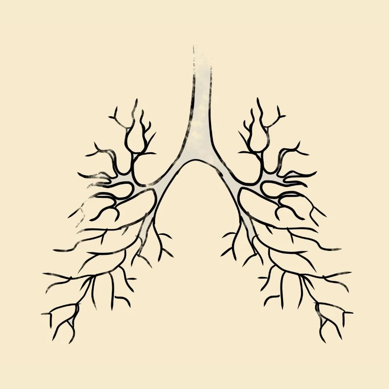 Bronchien Anatomie