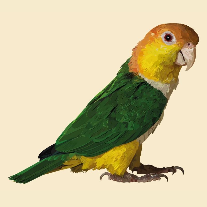 caique