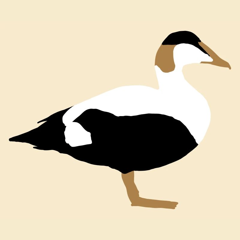 common eider