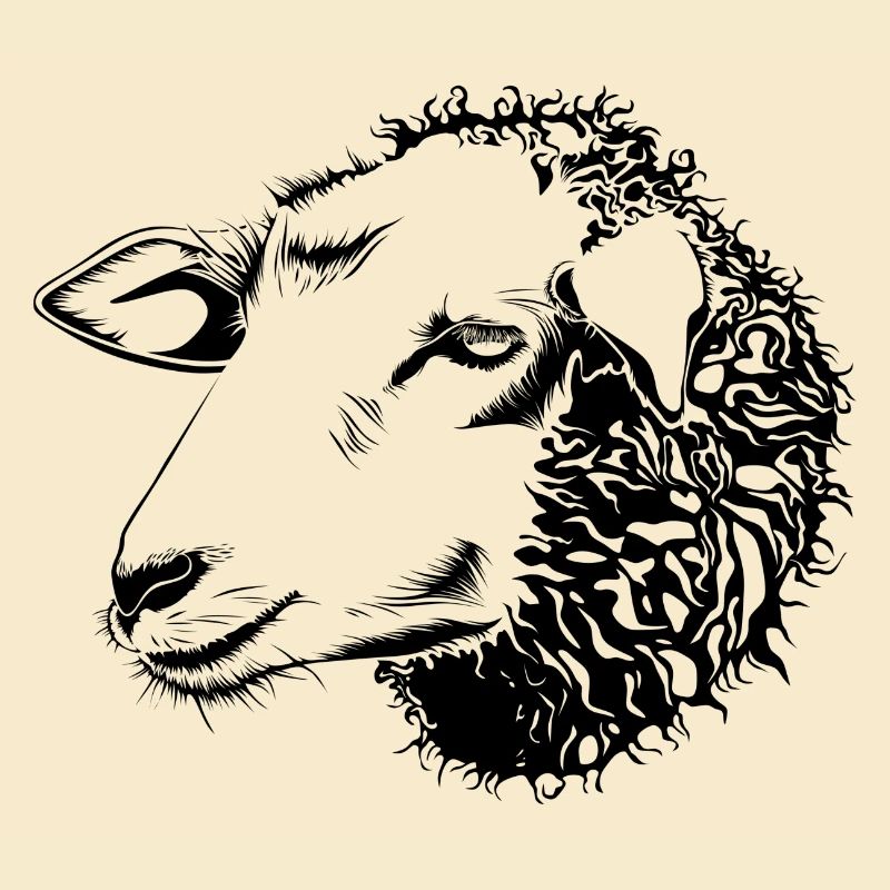 sheep37