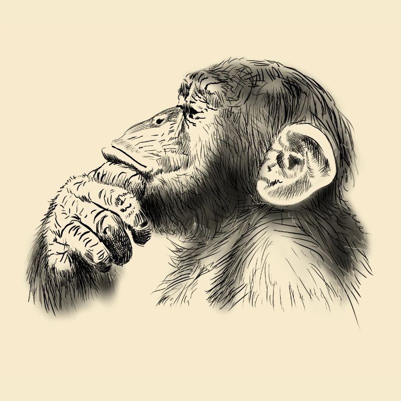 chimpanzé