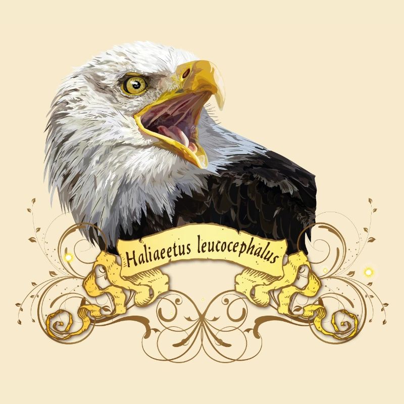 Bald eagle
