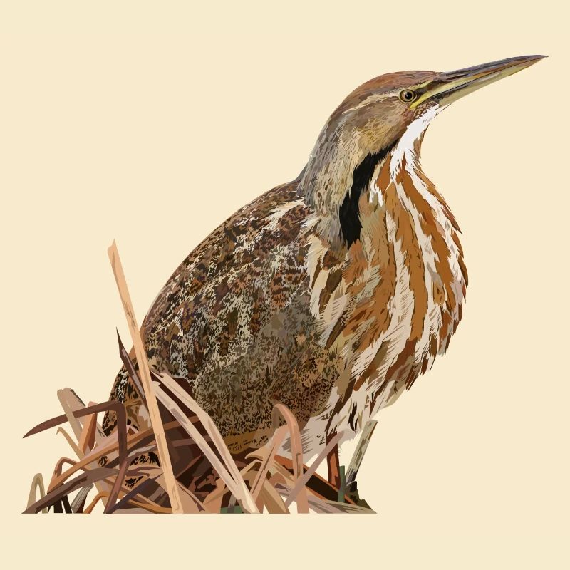 Lentiginous Bittern