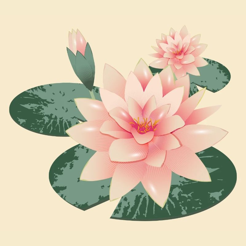 Deux fleurs de nénuphars avec bourgeon dans l’étang aux nénuphars