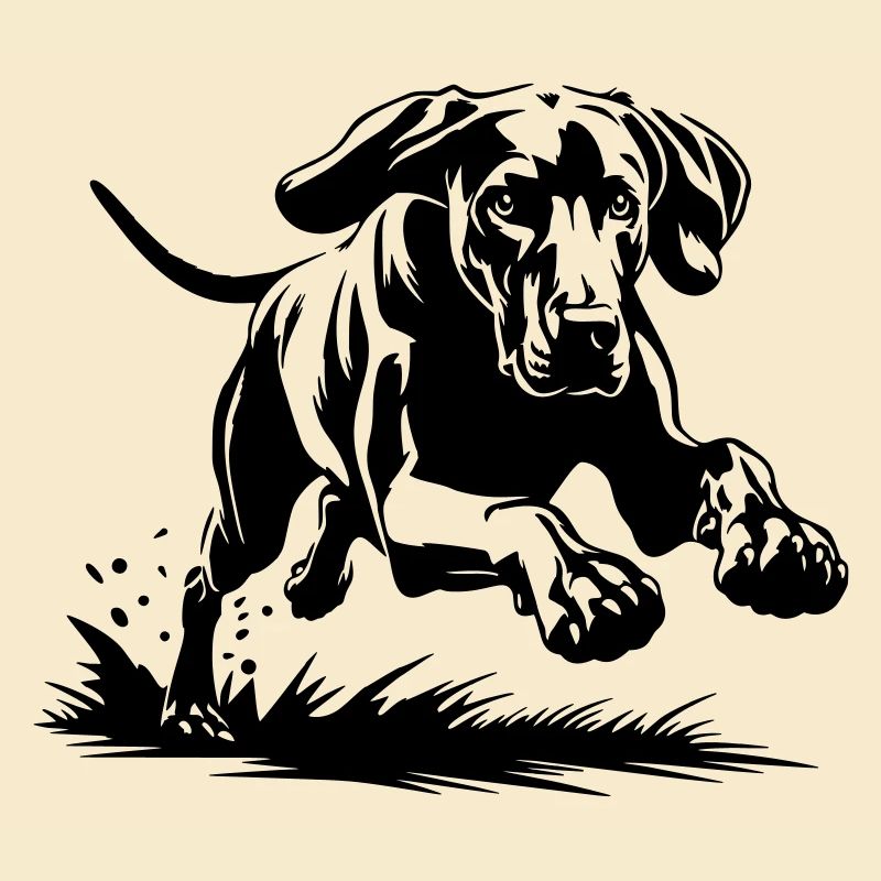 Weimaraner