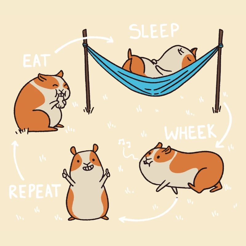 Meerschweinchen