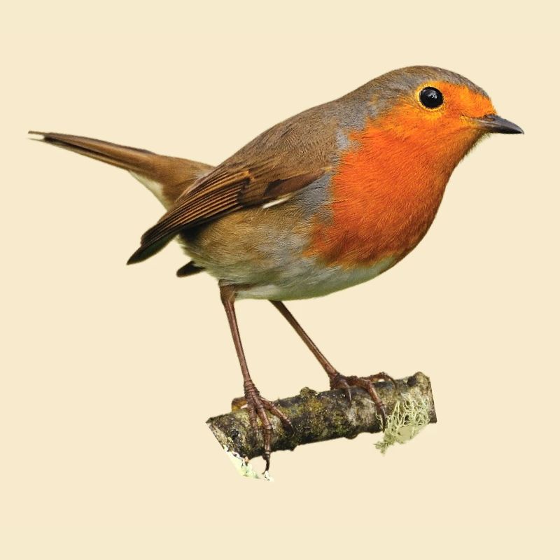 Rotkehlchen1 Robin