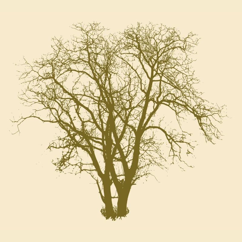 Baum