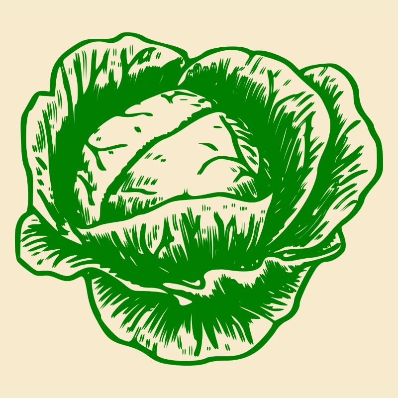 cabbage red cabbage white cabbage cabbage kale veggie gemuese
