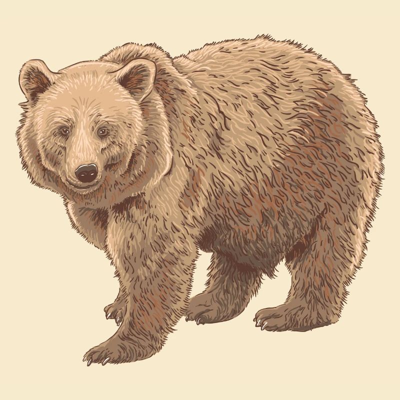Kodiakbear
