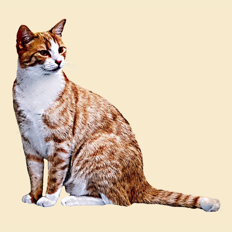 Chat Chat Chat Cat Cats Amour de chat