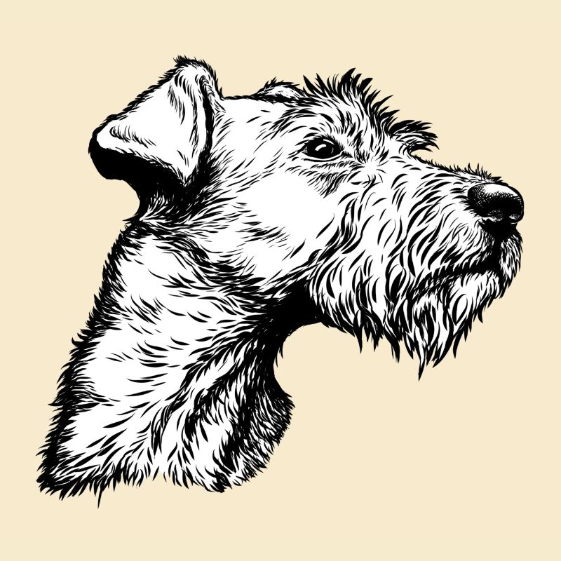 Irish Terrier Portrait